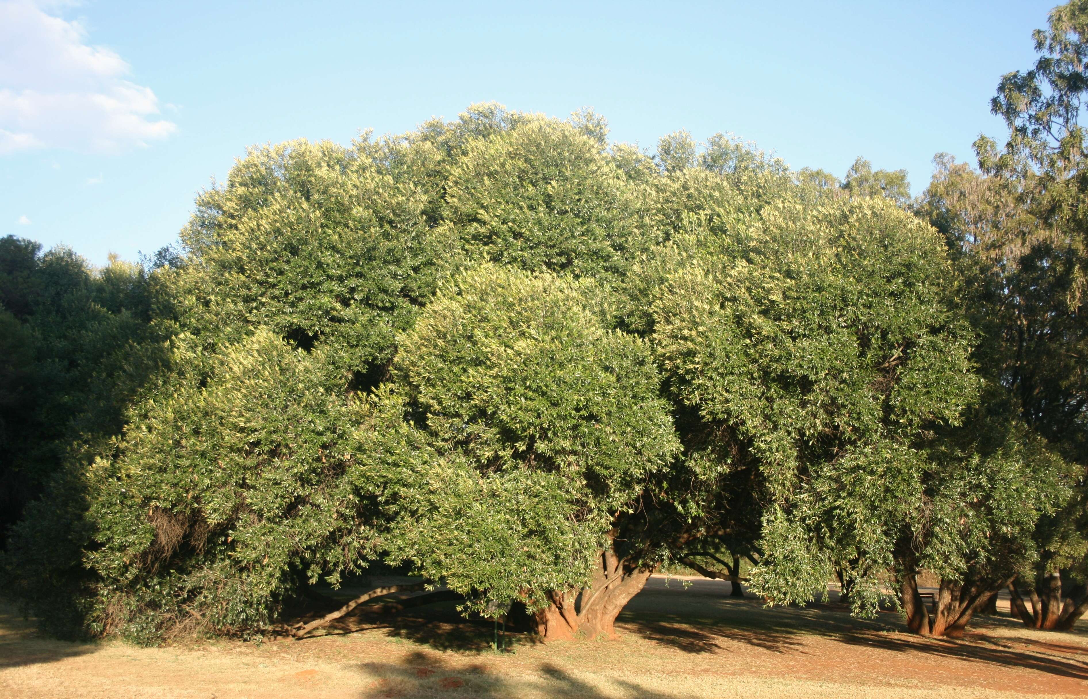 Image of African olive