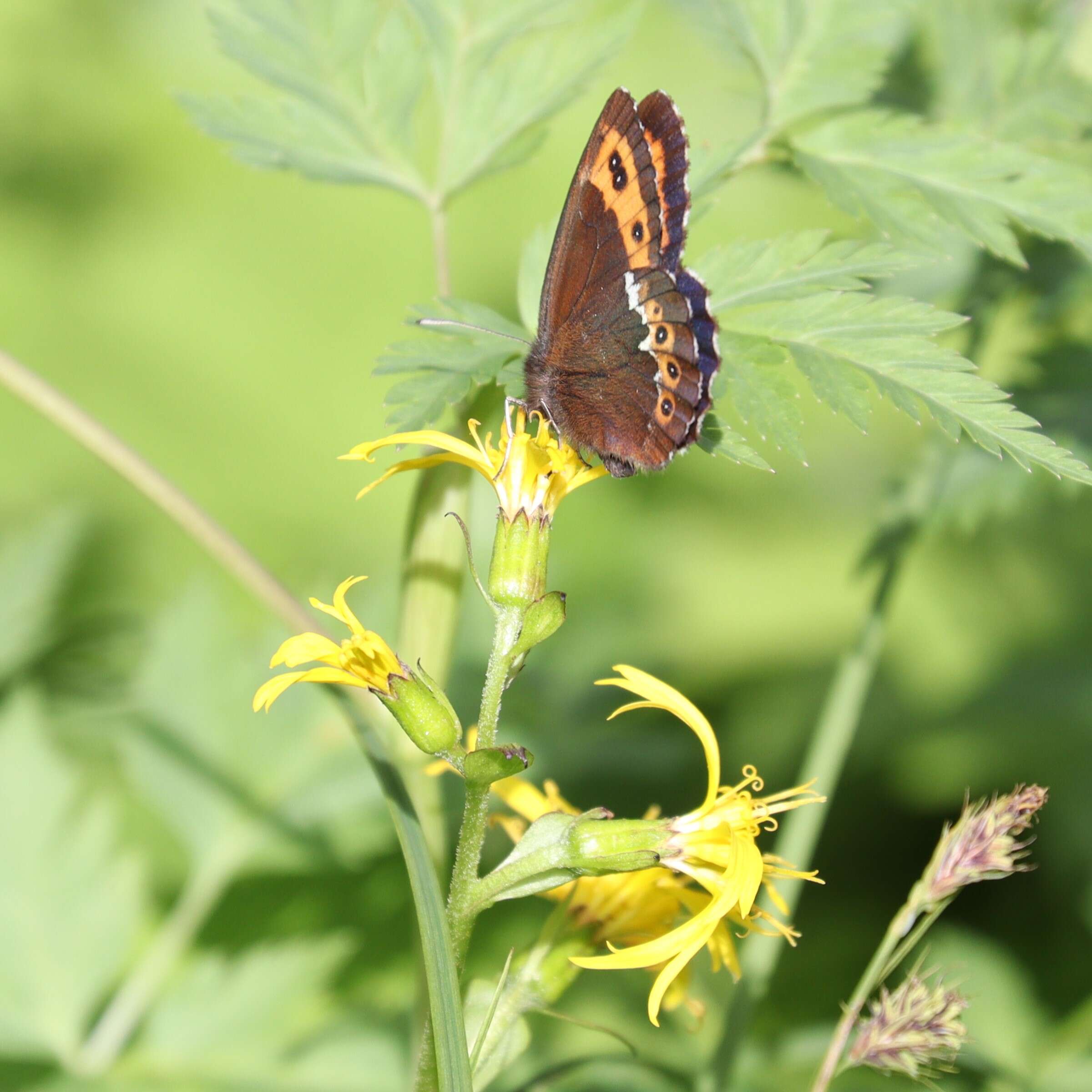 Image of Ligularia fischeri (Ledeb.) Turcz.