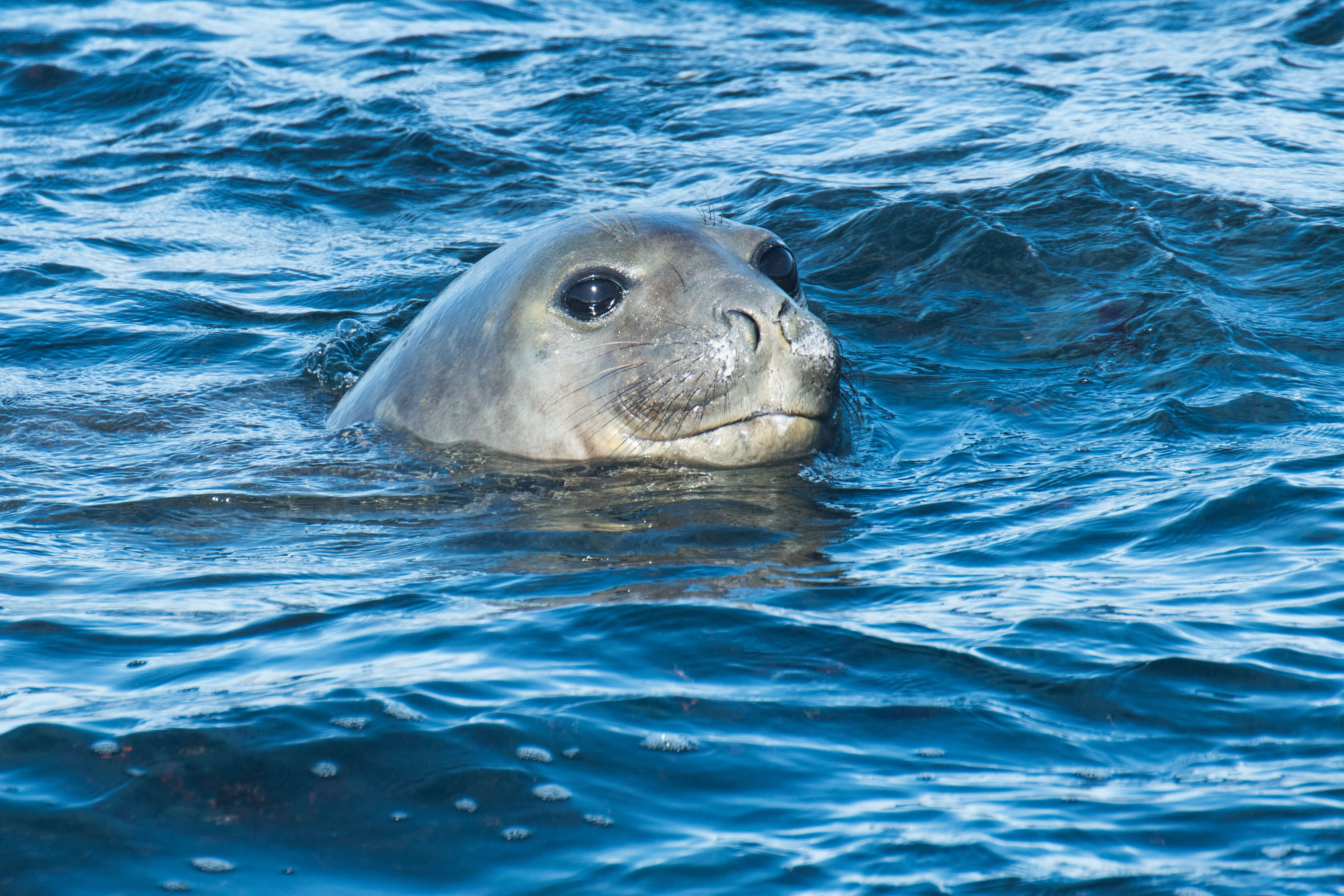 Image of South Atlantic Elephant-seal