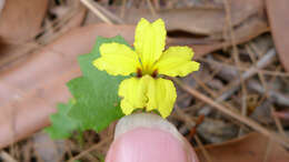 Image of Goodenia rotundifolia R. Br.