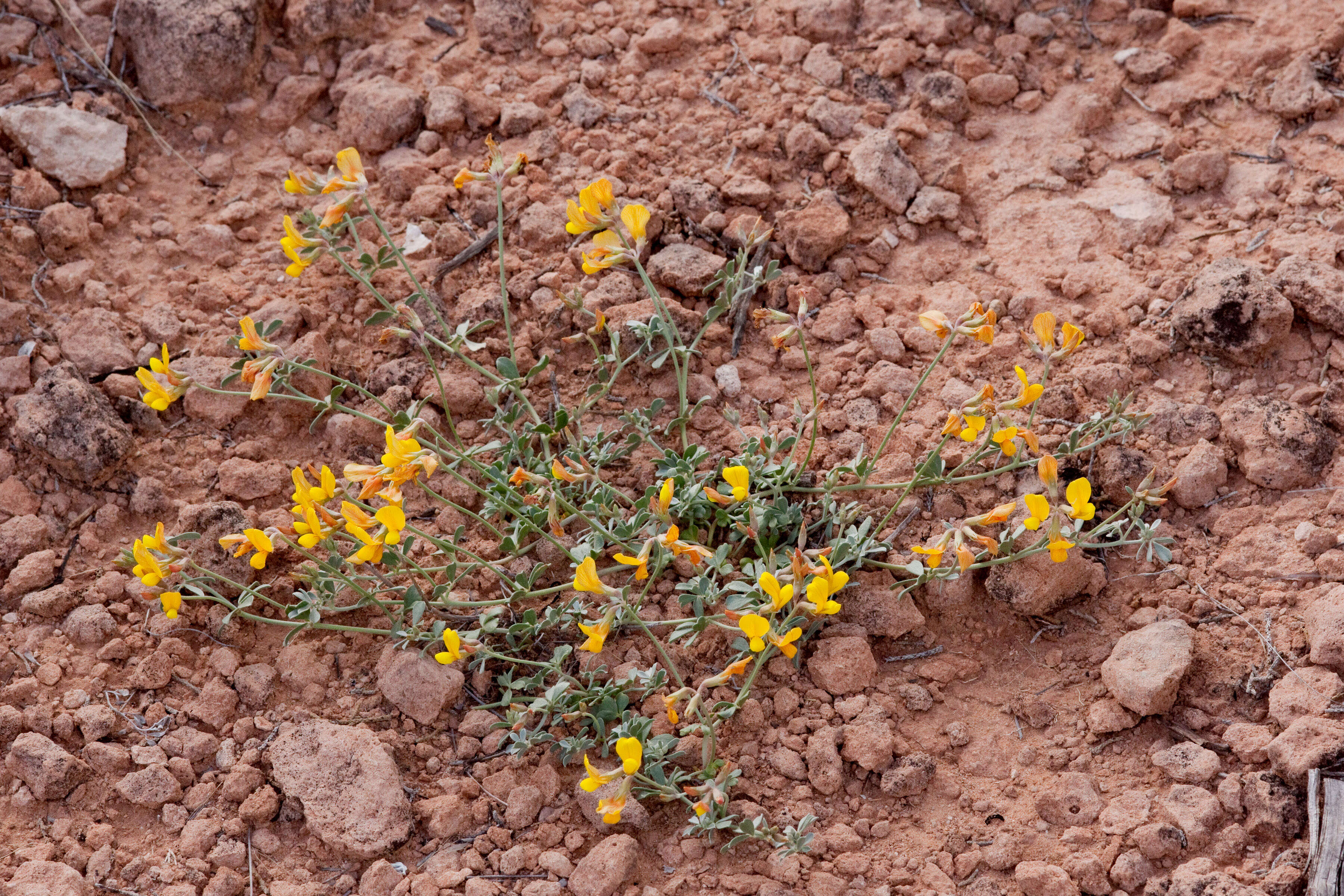 Image of Mearns' bird's-foot trefoil