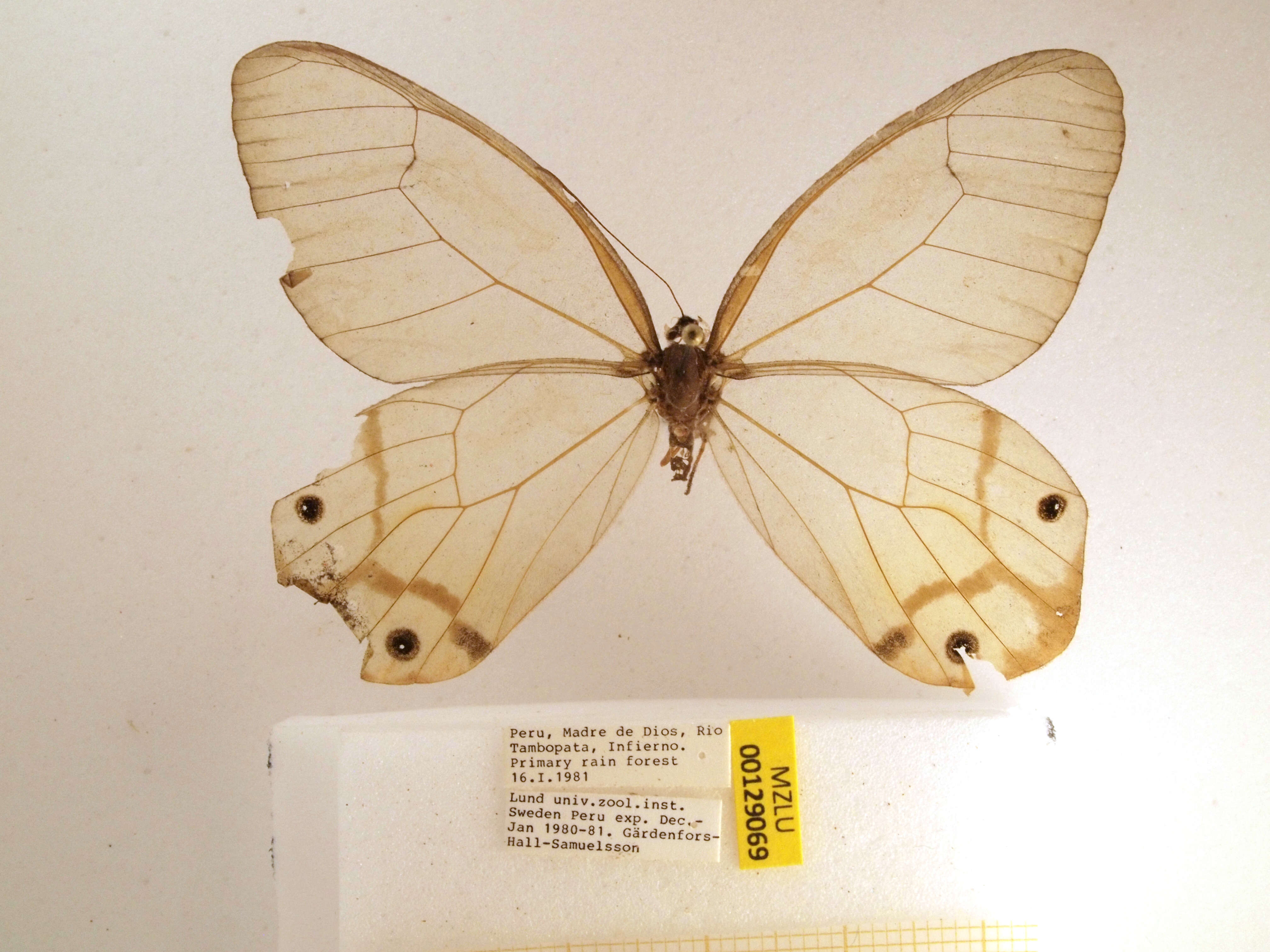 Image of Haetera piera Linnaeus 1758