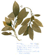 Image of Coprosma lanceolaris F. Muell.