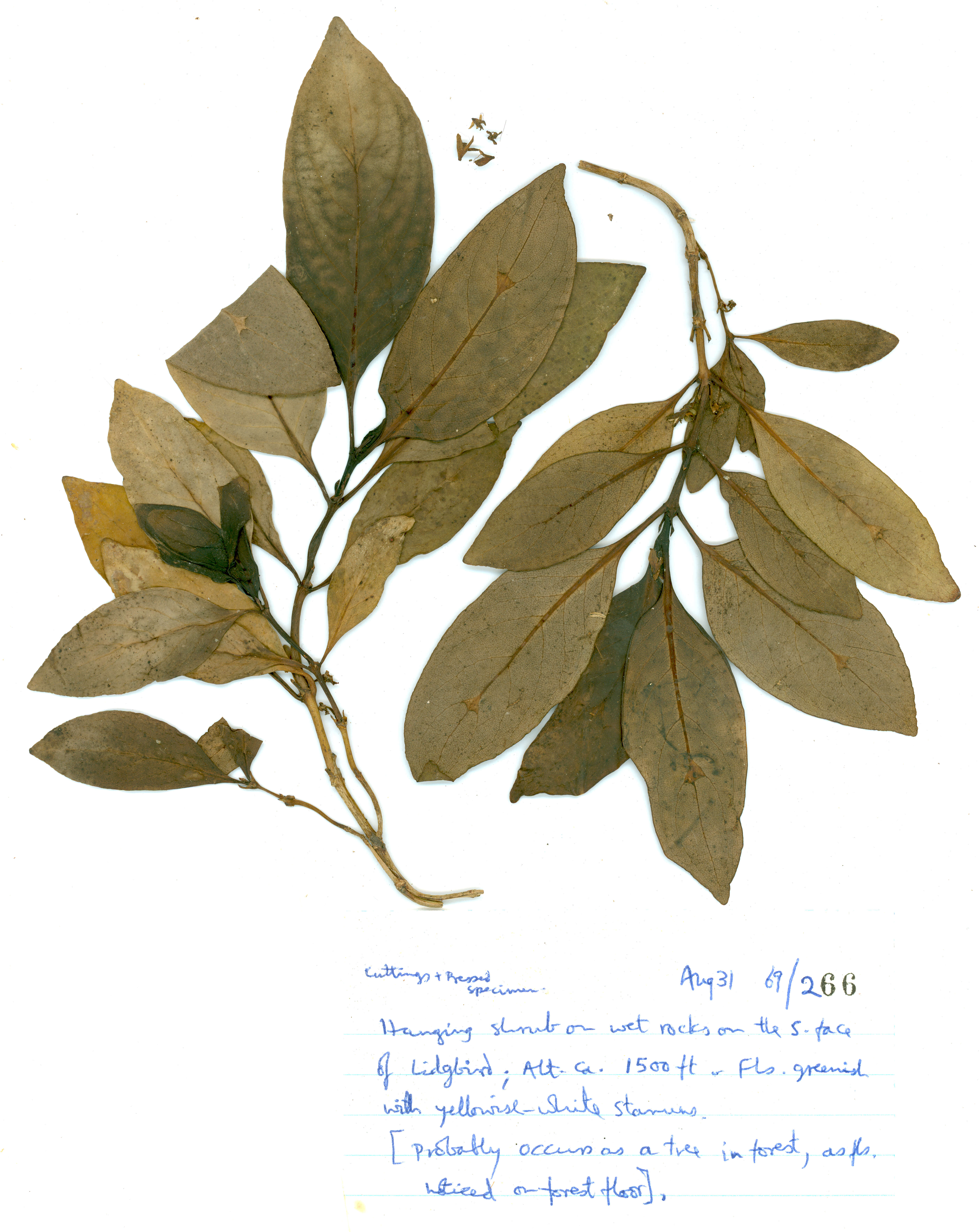 Image of Coprosma lanceolaris F. Muell.