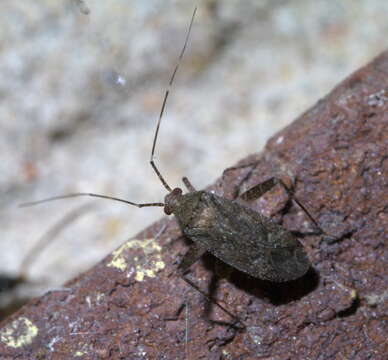 صورة Phytocoris conspurcatus Knight 1920