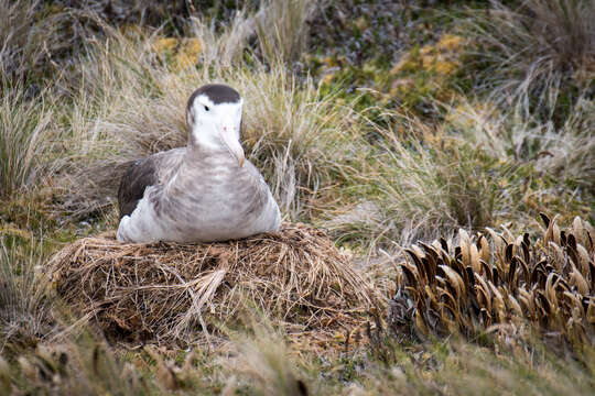 Image of Amsterdam Albatross