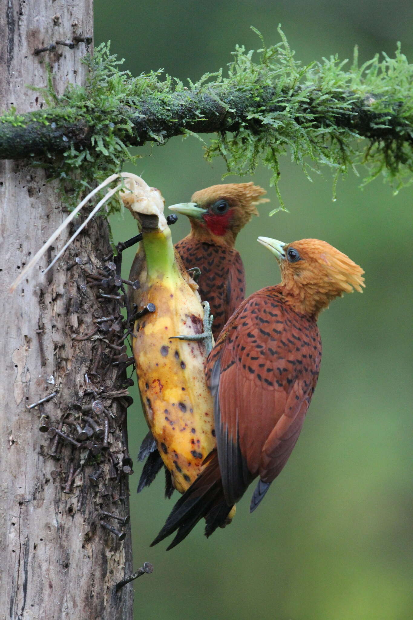 Image of Chestnut-colored Woodpecker