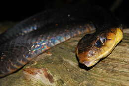 Image of Amazon False Fer-de-lance