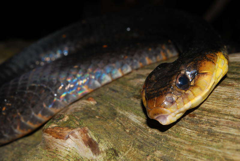 Image of Amazon False Fer-de-lance