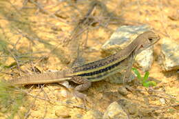 Image of Peters’ Butterfly Lizard