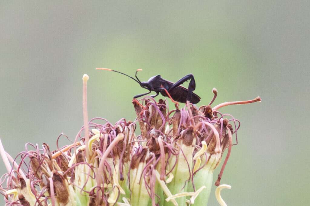 Image of Giant Agave Bug