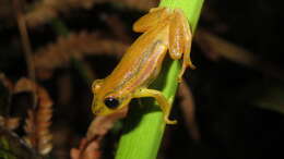 Image of Reed frog