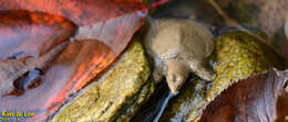 Image of Northern Chinese softshell turtle