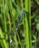 Image of Arctic Bluet