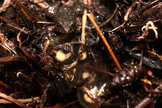 Image of Rough Moss Frog