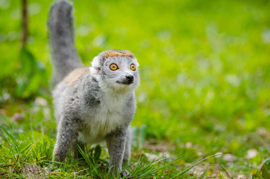 Image of Crowned Lemur