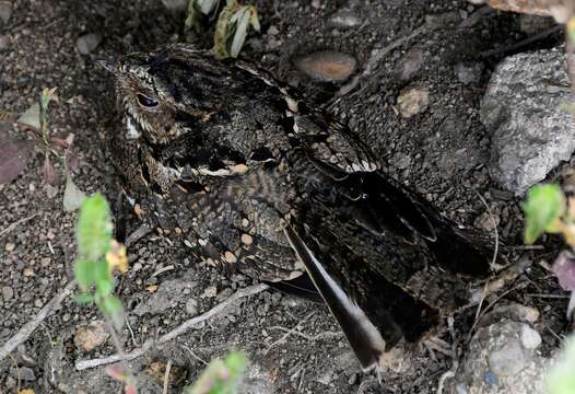 Image of Anthony's Nightjar