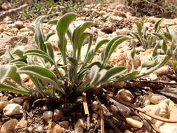 Image of Idaho fleabane