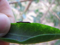 Image of tree tobacco