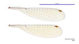 Image de Nososticta mouldsi Theischinger 2000