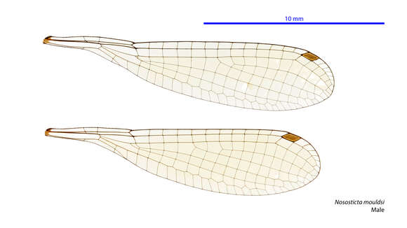 Image de Nososticta mouldsi Theischinger 2000