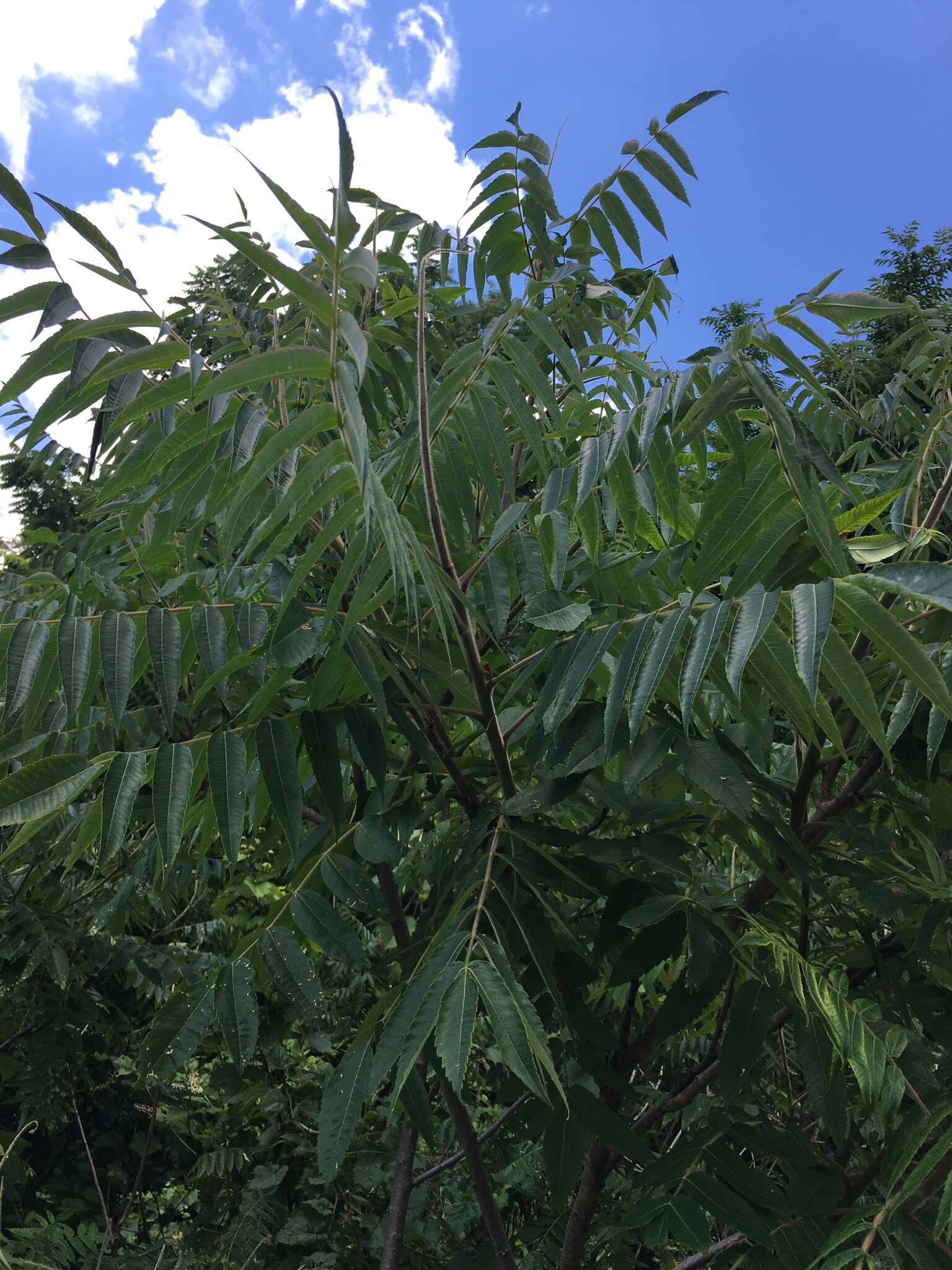 Image de Sumac vinaigrier