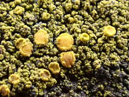 Image of eggyolk lichen