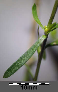 Image of grassleaf pepperweed