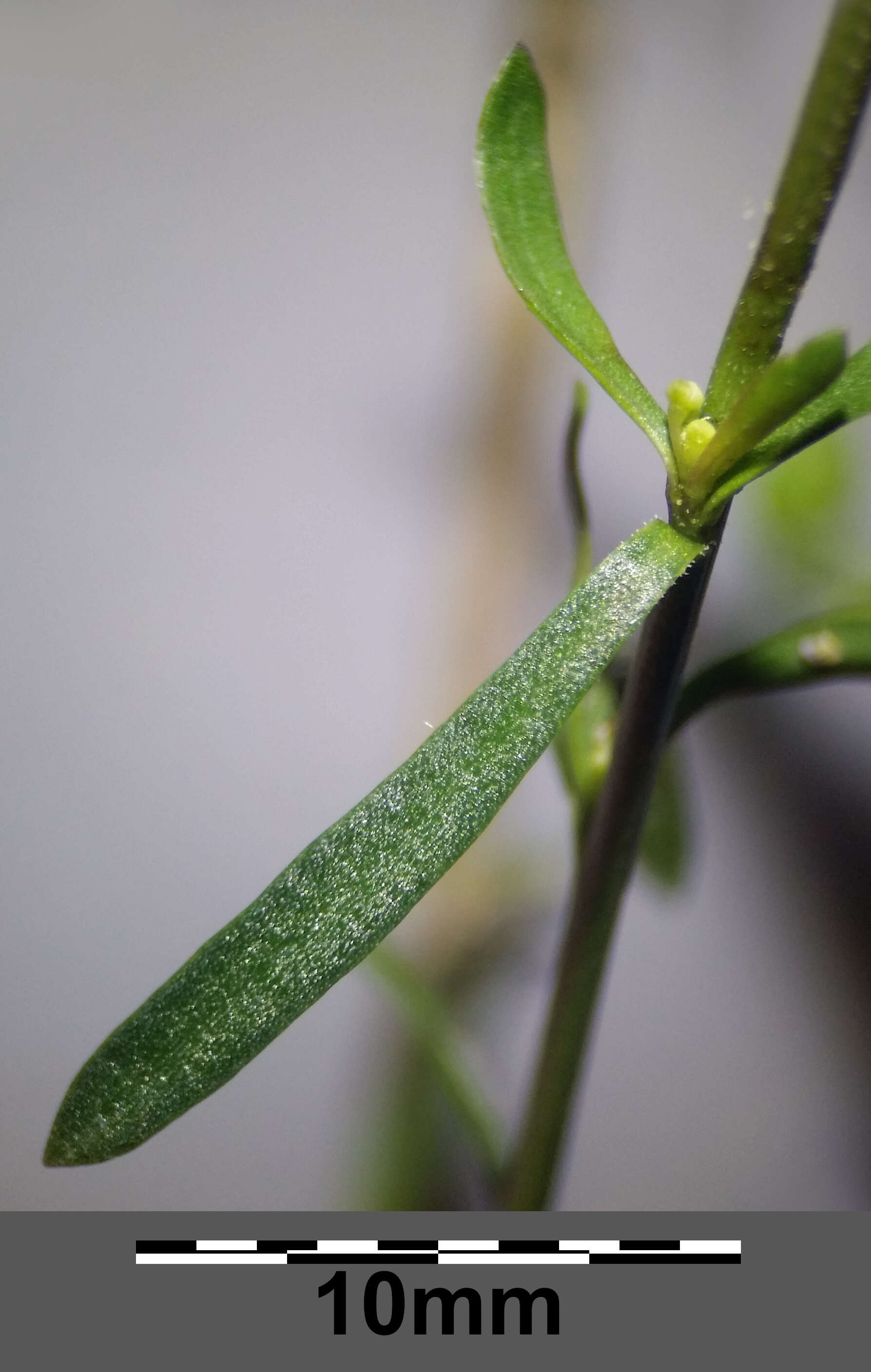 Sivun Lepidium graminifolium L. kuva