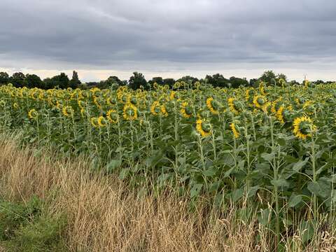 Image of common sunflower