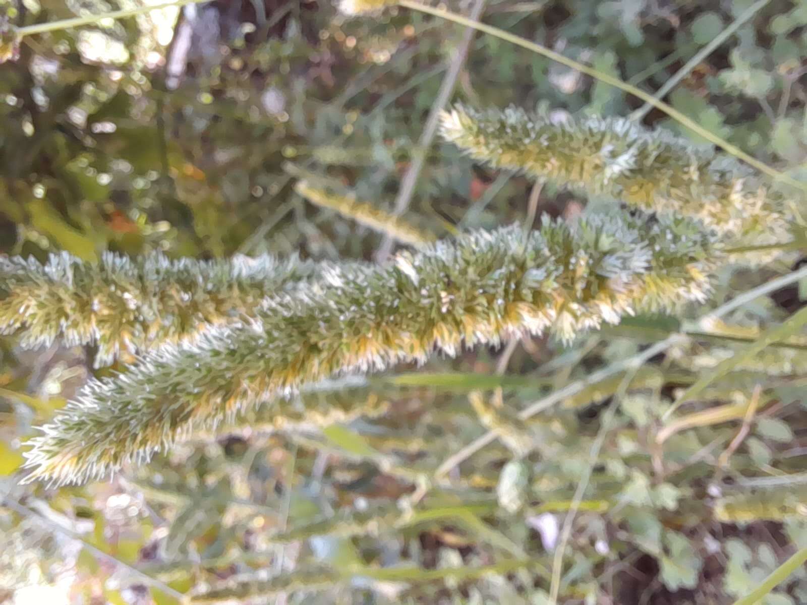 Image of Mediterranean hairgrass