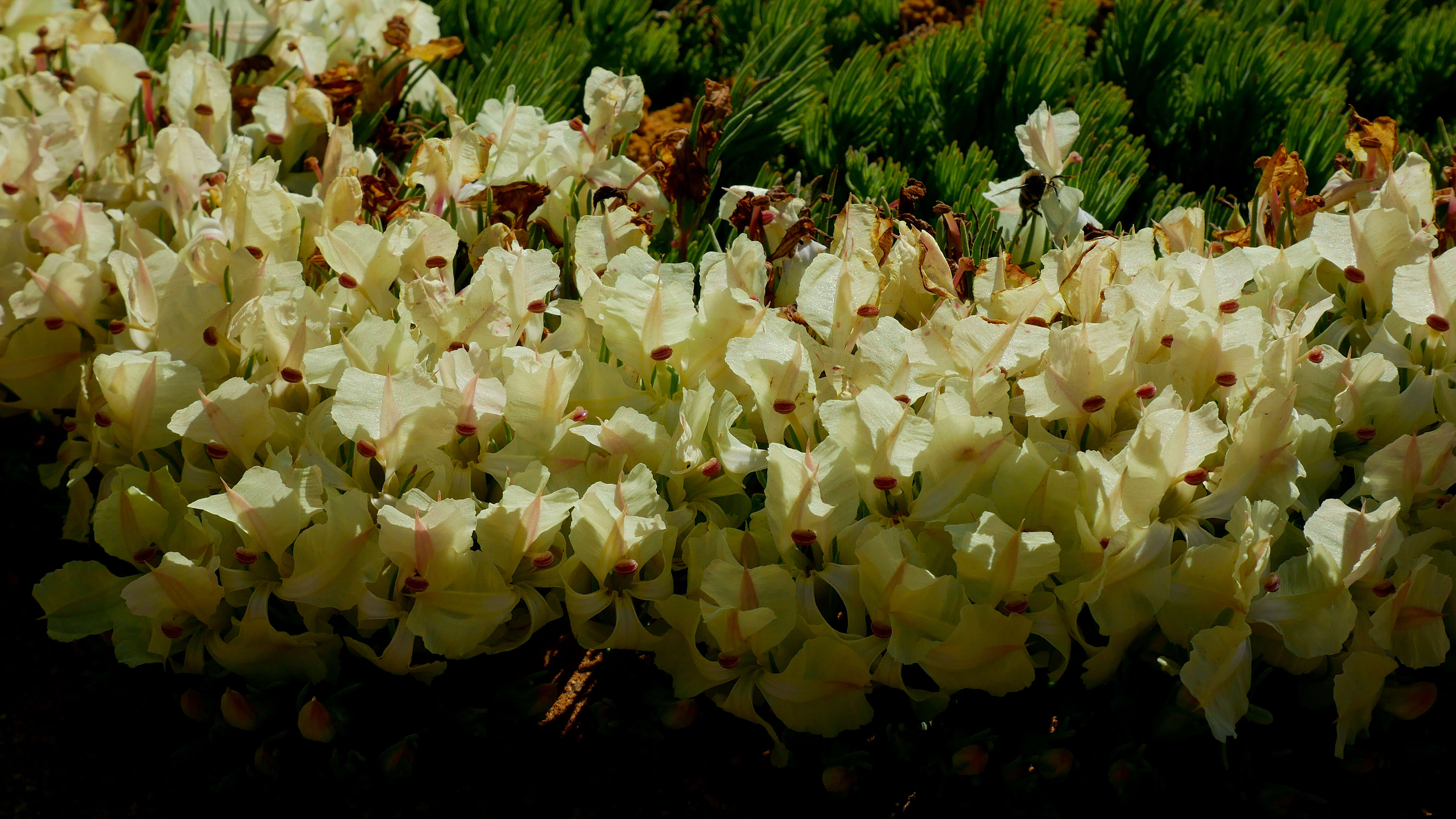 Image of Wreath Flower