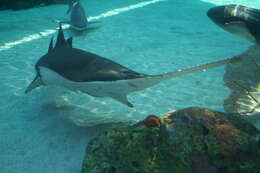 Image of Sandbar Shark