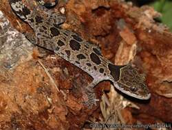 Image of Butterfly Forest Gecko