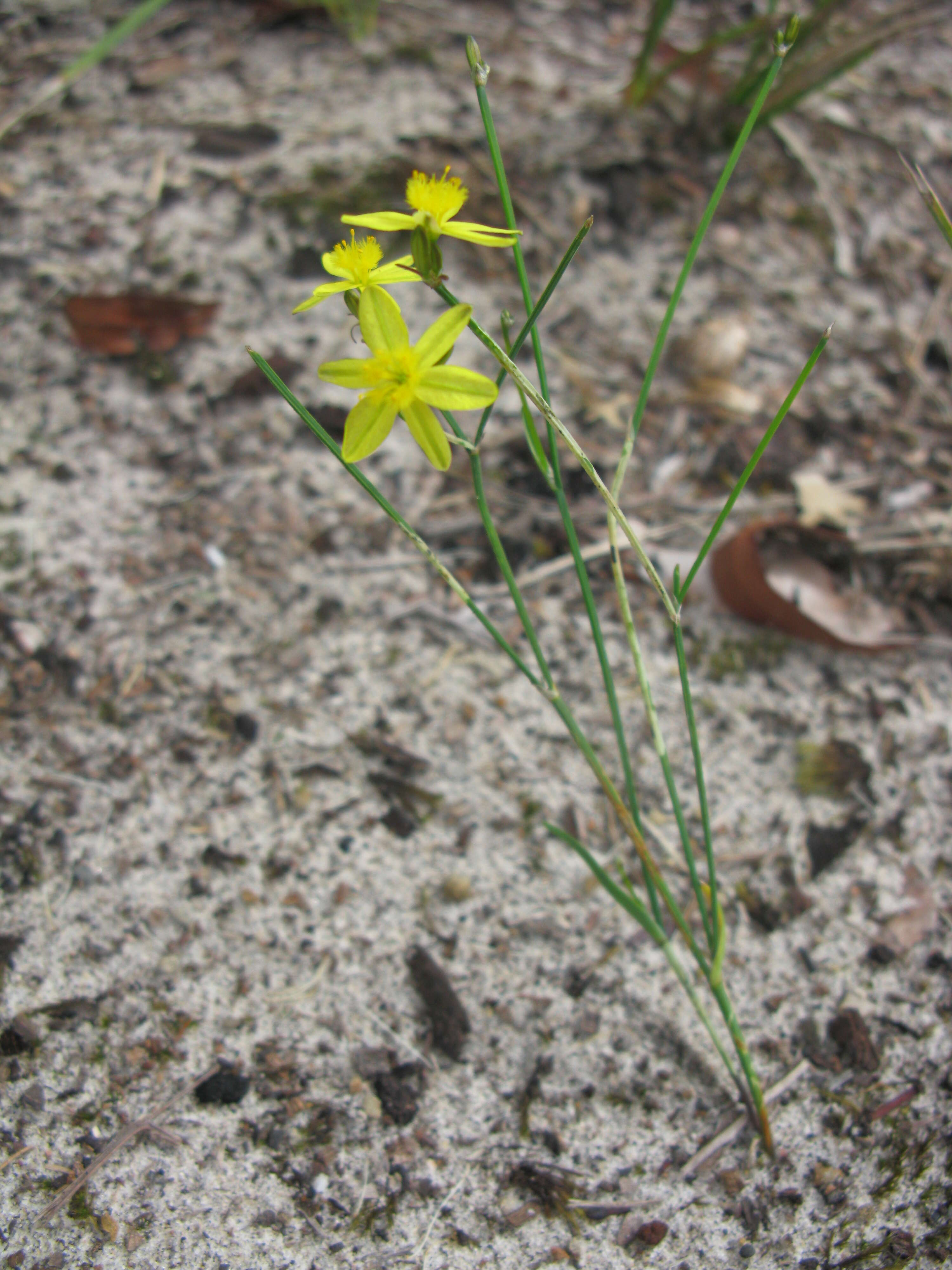 Image of Tricoryne elatior R. Br.