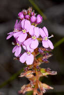 Image of Stylidium junceum subsp. junceum