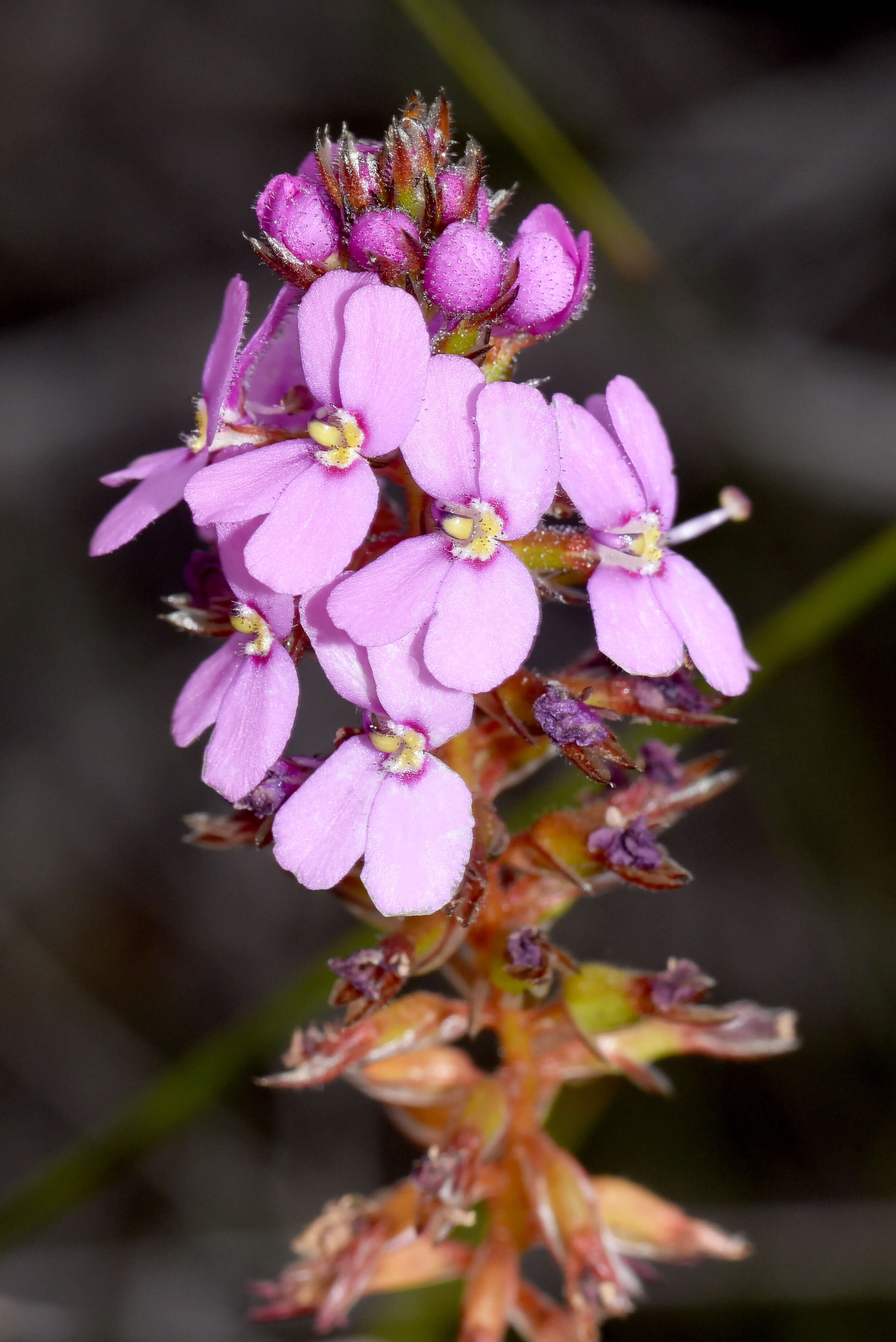 Image de Stylidium junceum subsp. junceum