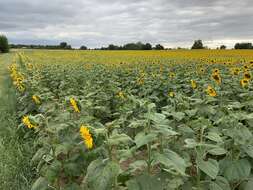 Image of common sunflower