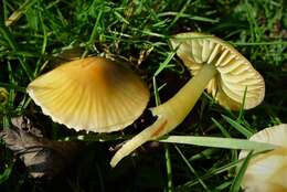 Image de Hygrocybe citrinovirens (J. E. Lange) Jul. Schäff. 1947