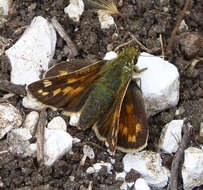 Image of Common Branded Skipper