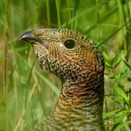 Image of Black-billed Capercaillie