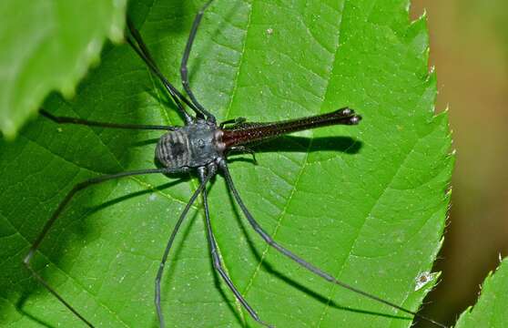 Sivun Pantopsalis albipalpis kuva