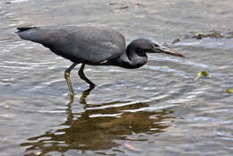 Image de Aigrette sacrée