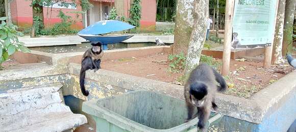 Image of Black Capuchin