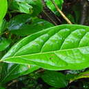 Image of Cinnamomum triplinerve (Ruiz & Pav.) Kosterm.