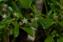 Imagem de Sesuvium maritimum (Walt.) B. S. P.