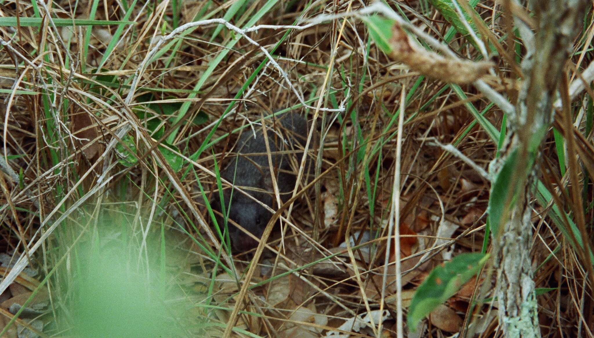 Image of Woolly Giant Rat