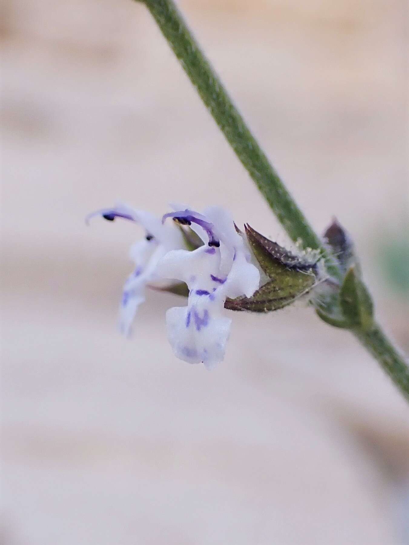 Image of Salvia spinosa subsp. spinosa