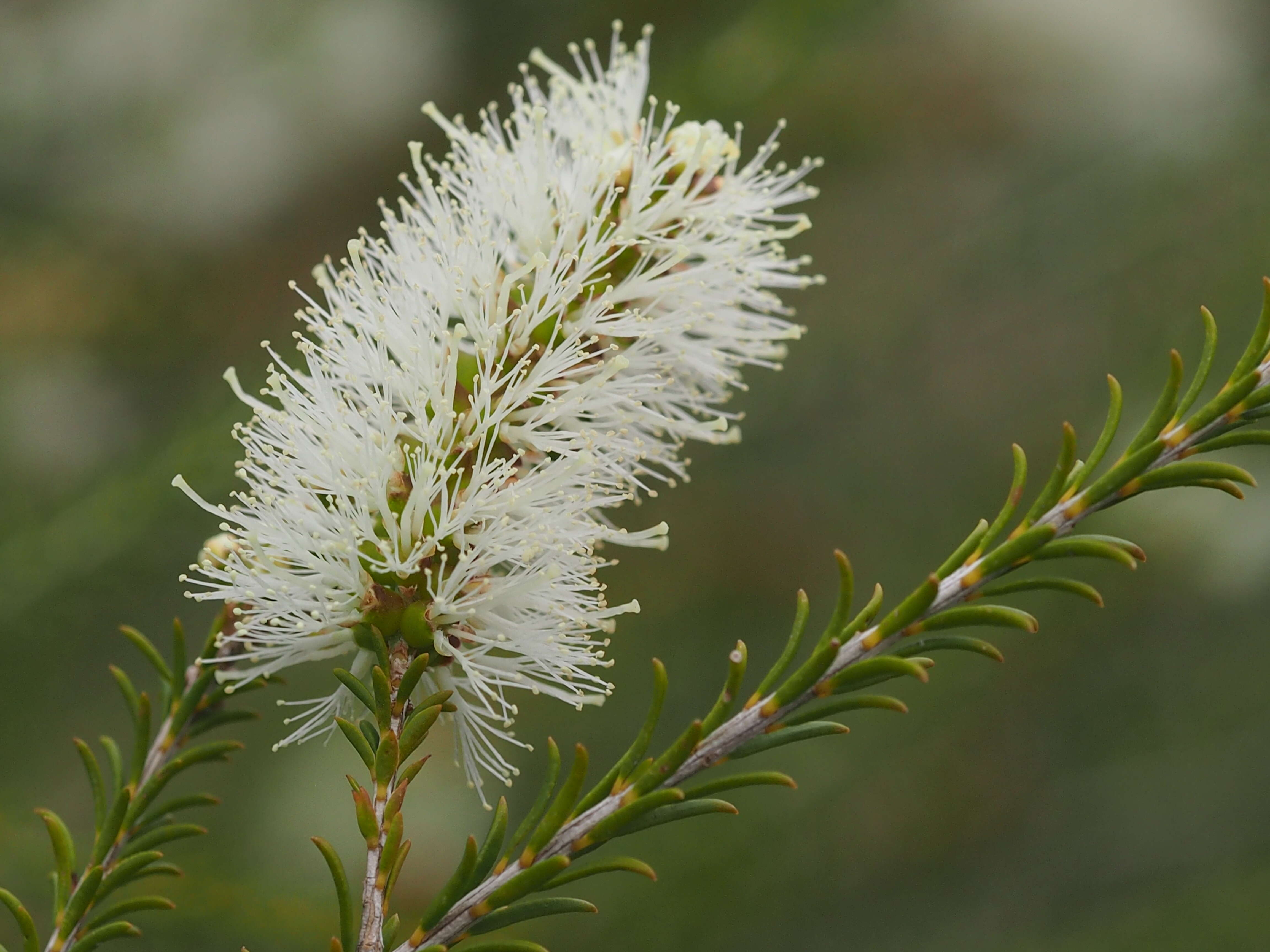 Image de Melaleuca hamulosa Turcz.