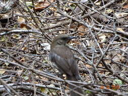 Image of Socorro Mockingbird